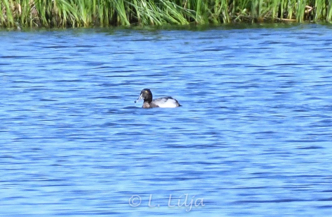 Lesser Scaup - ML619847573