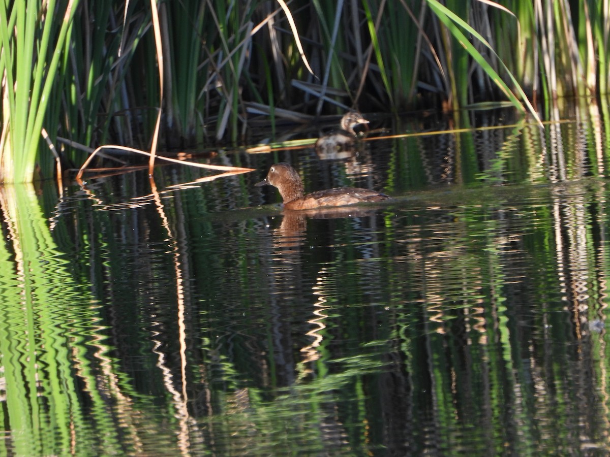 Ferruginous Duck - ML619847574