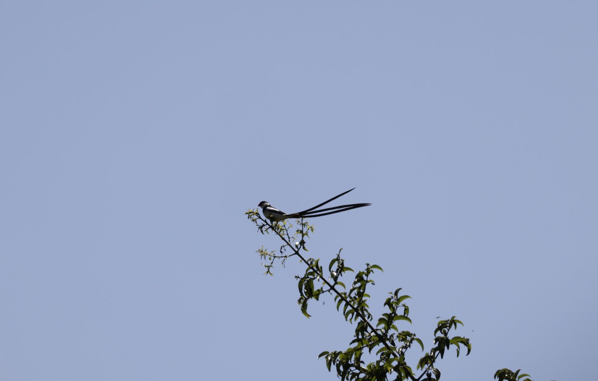 Pin-tailed Whydah - ML619847584