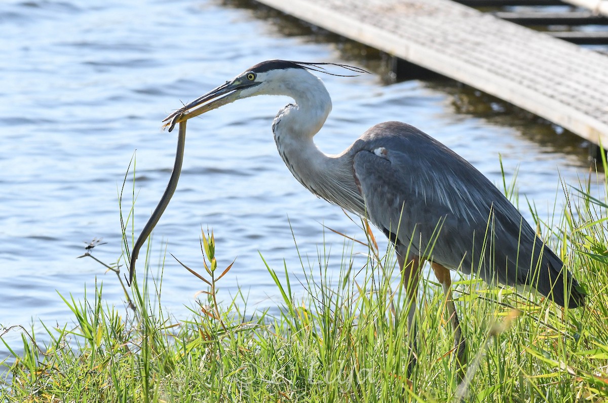 Great Blue Heron - ML619847596