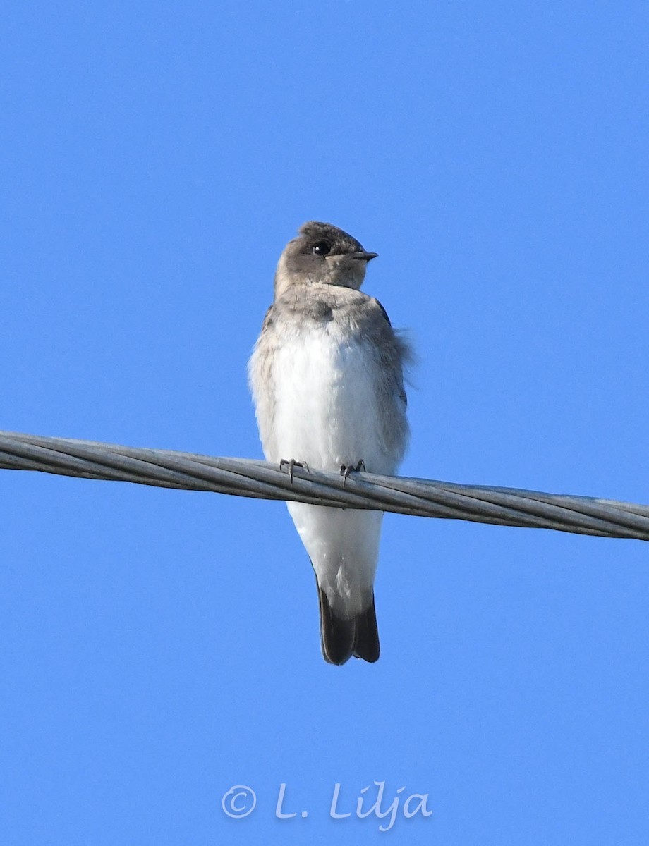 Northern Rough-winged Swallow - ML619847602