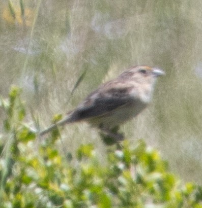 Grasshopper Sparrow - ML619847606
