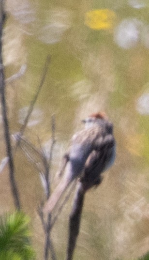 Chipping Sparrow - ML619847607