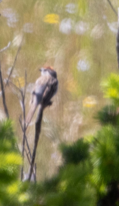 Chipping Sparrow - ML619847608