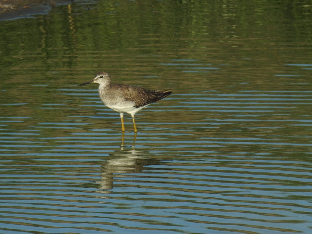 Lesser Yellowlegs - ML619847620