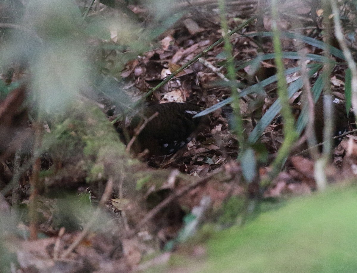 Борнейская лесная куропатка - ML619847636