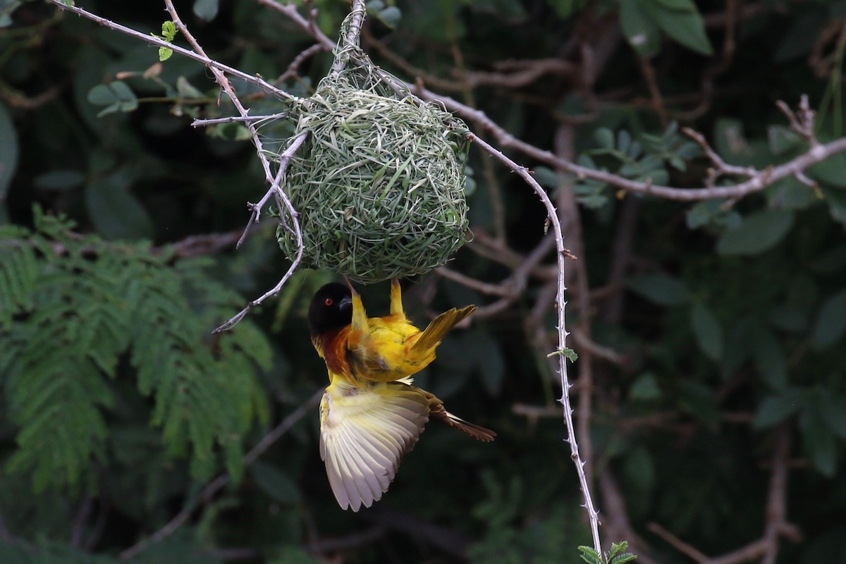 Golden-backed Weaver - ML619847666