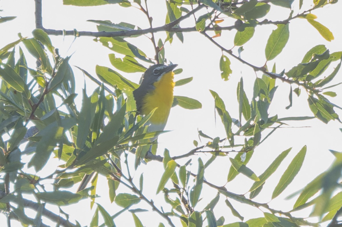 Yellow-breasted Chat - ML619847669