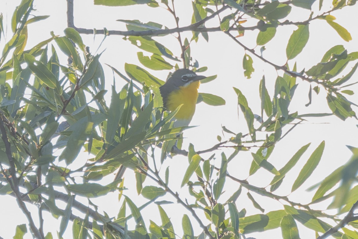 Yellow-breasted Chat - ML619847670