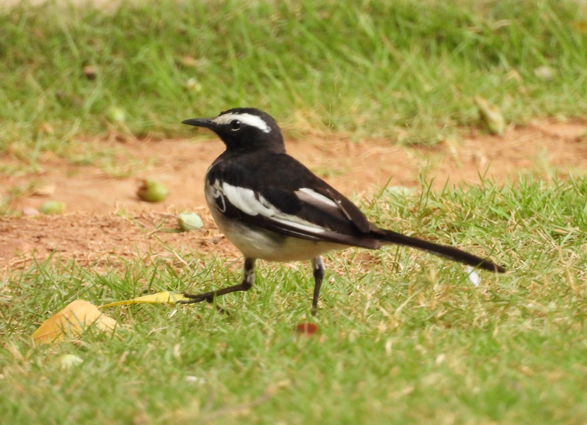 White-browed Wagtail - ML619847688