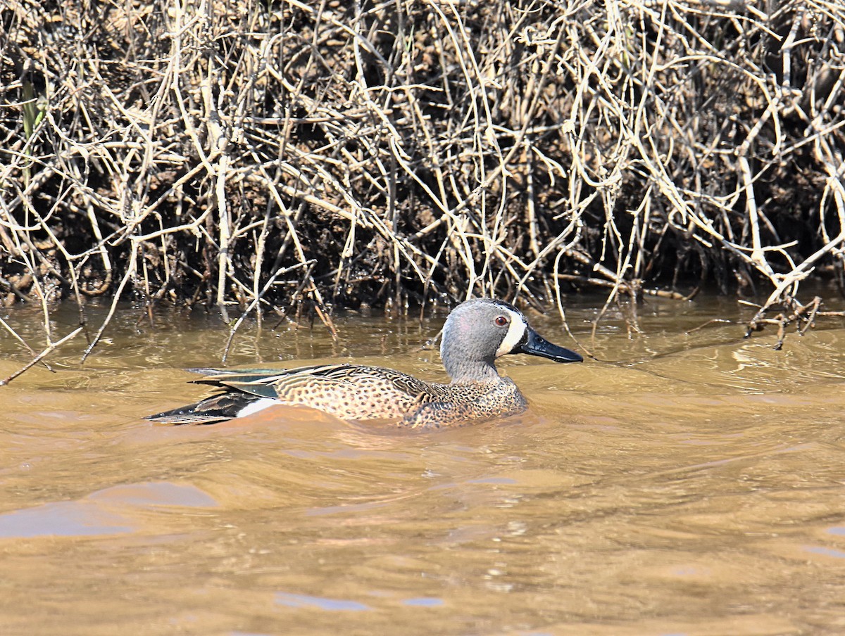 Blue-winged Teal - ML619847694