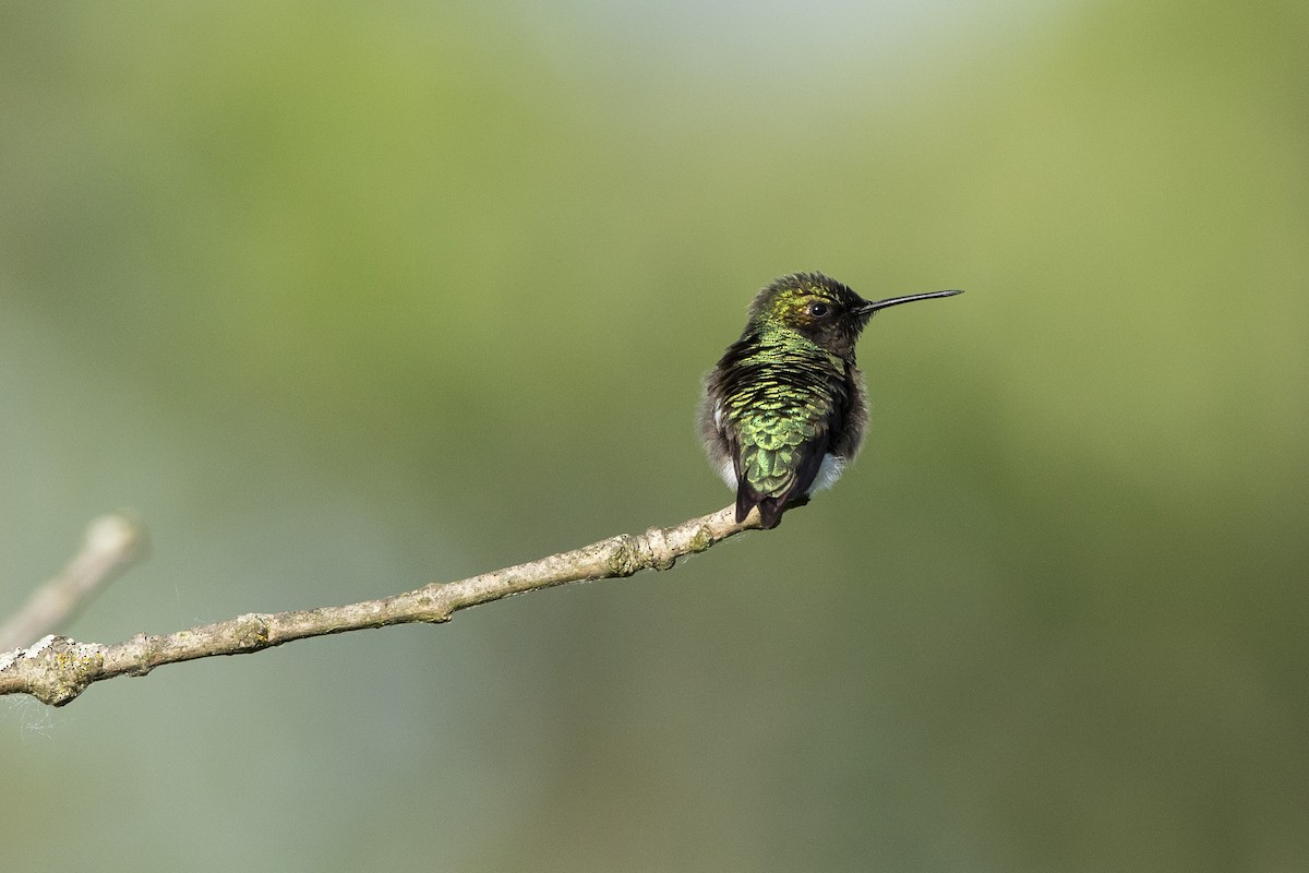 Colibri à gorge rubis - ML619847706