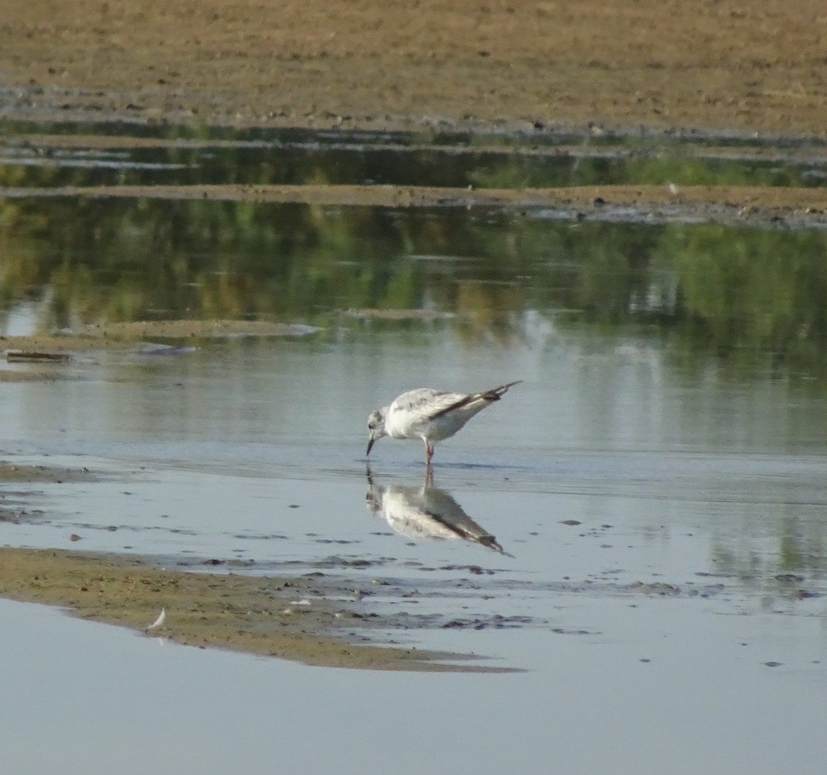 Mouette de Bonaparte - ML619847709