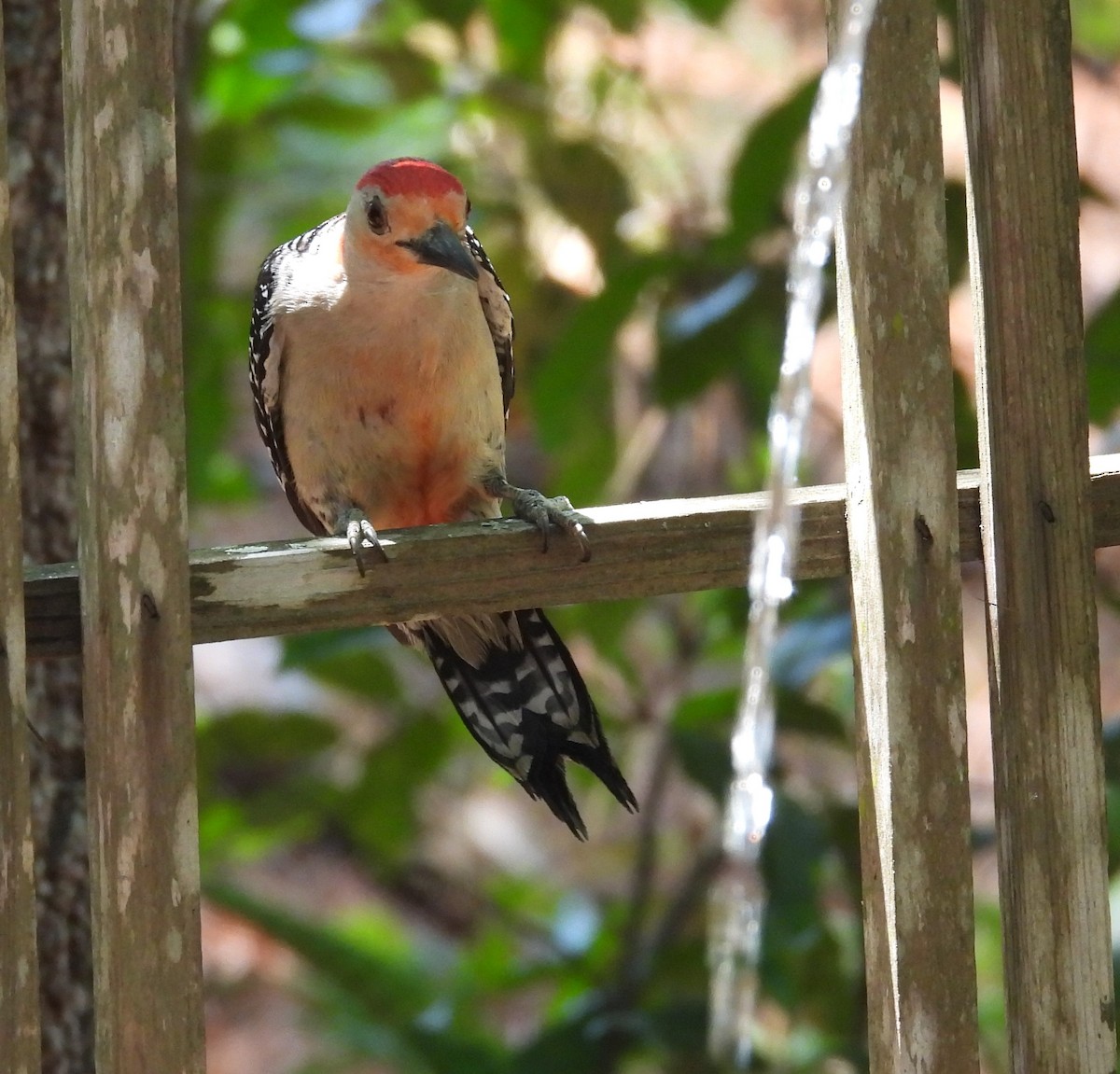 Red-bellied Woodpecker - ML619847732