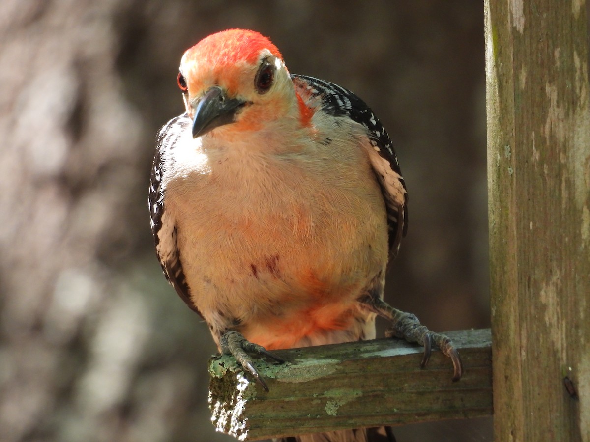 Red-bellied Woodpecker - ML619847733