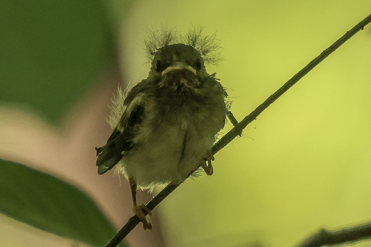 American Redstart - ML619847738