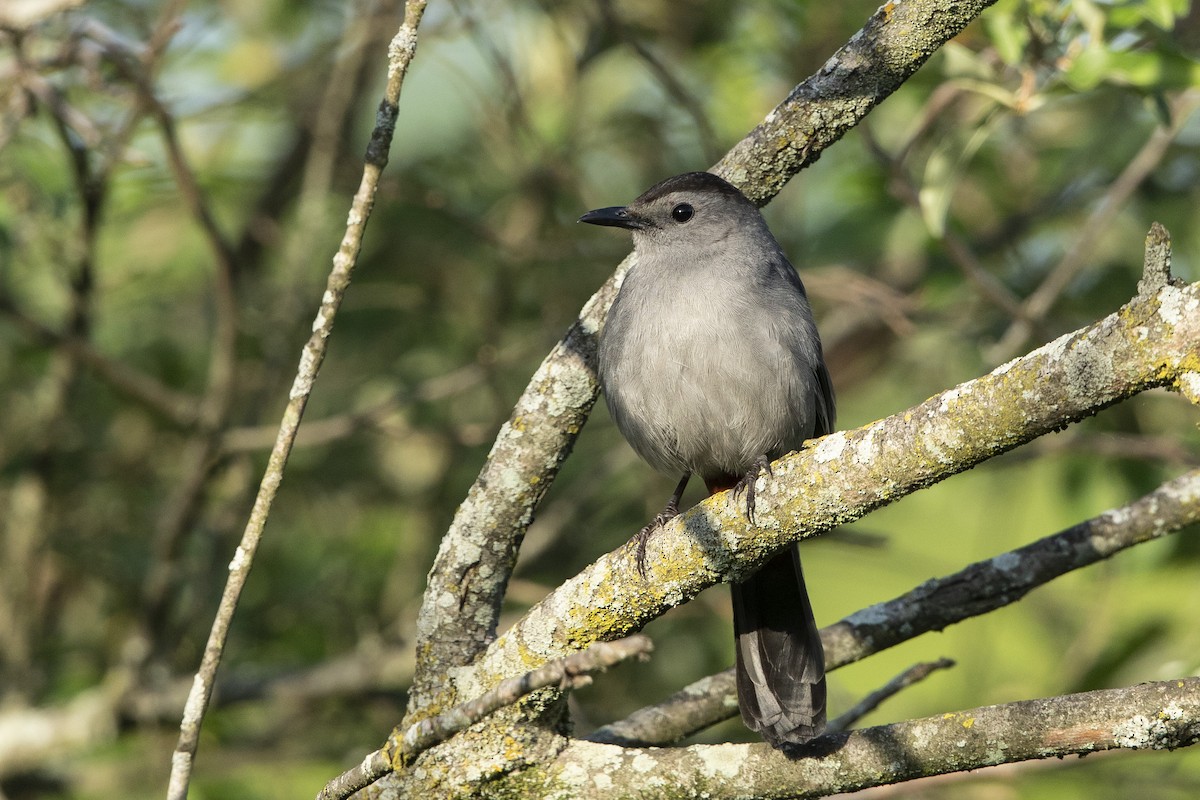 Gray Catbird - ML619847740