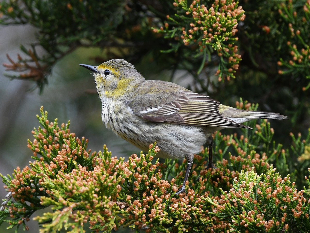 Cape May Warbler - ML619847741