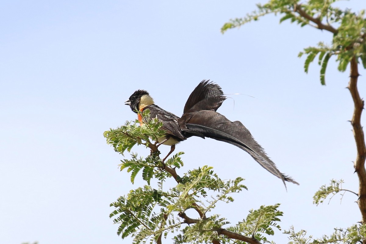 Broad-tailed Paradise-Whydah - ML619847746