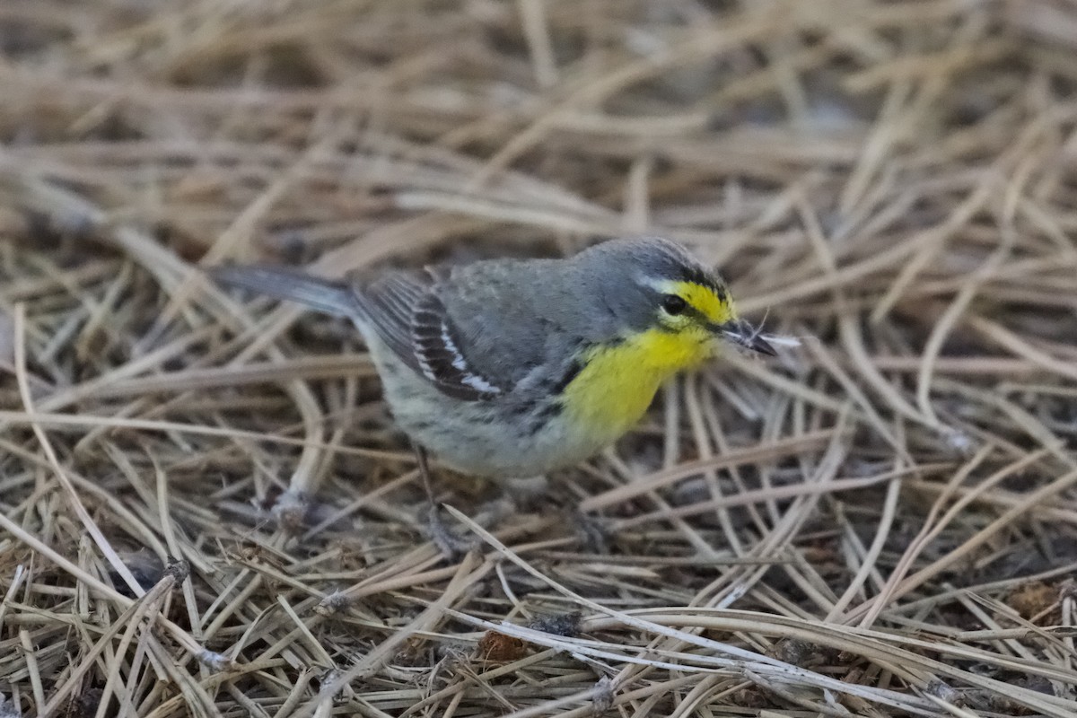 Grace's Warbler - ML619847755