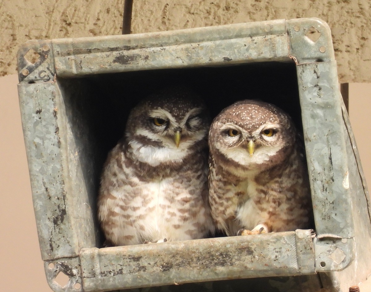Spotted Owlet - ML619847759