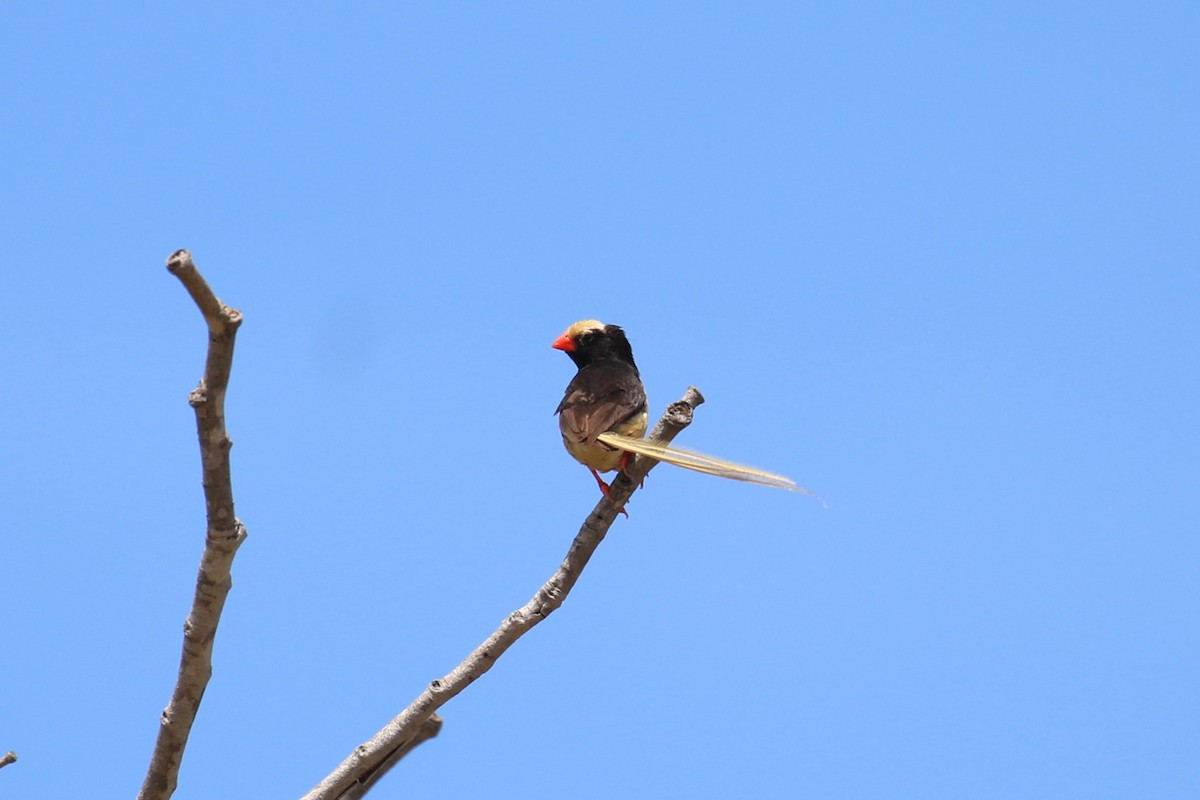 Straw-tailed Whydah - ML619847763