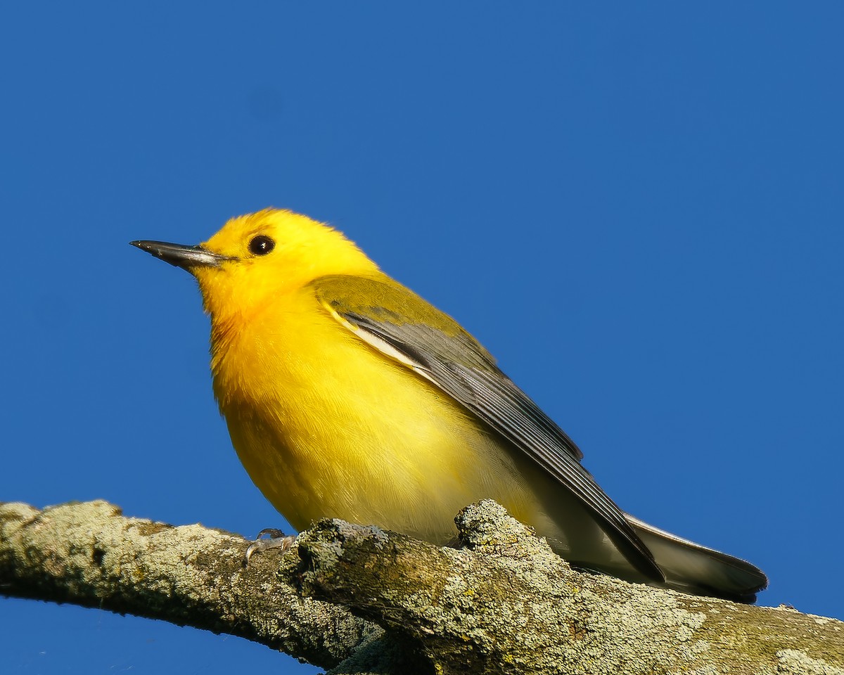Prothonotary Warbler - ML619847772