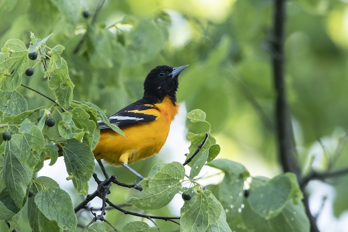 Oriole de Baltimore - ML619847774