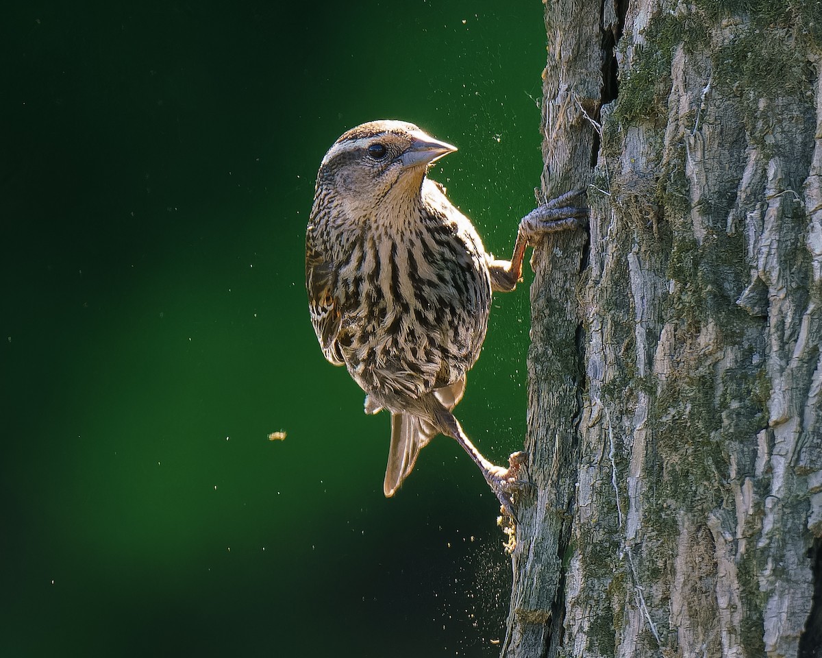 Red-winged Blackbird - ML619847777