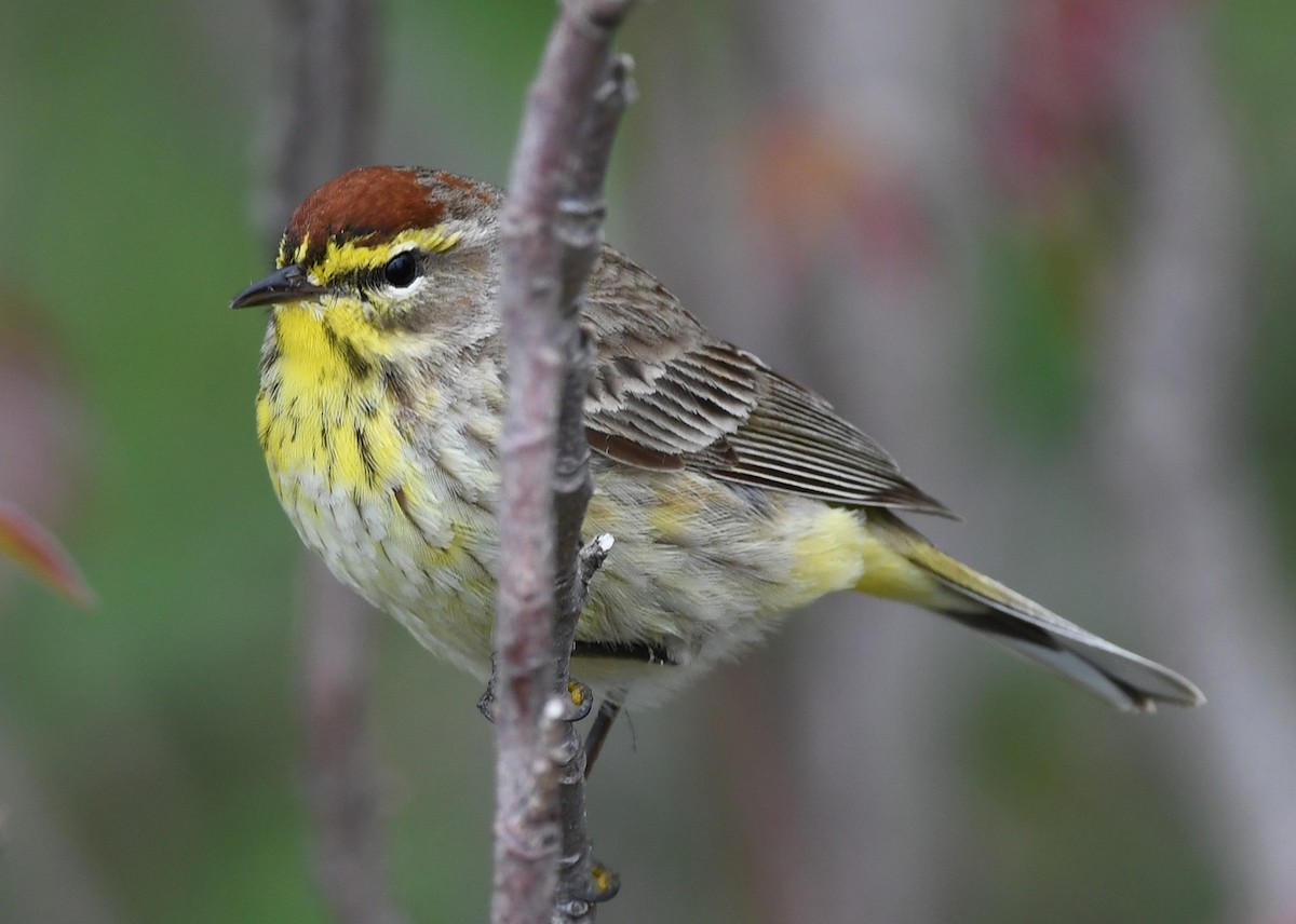 Palm Warbler (Western) - ML619847779