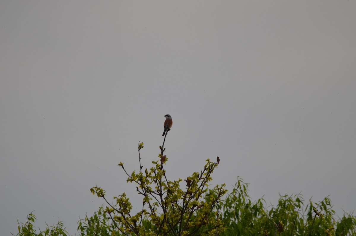 Red-backed Shrike - ML619847782