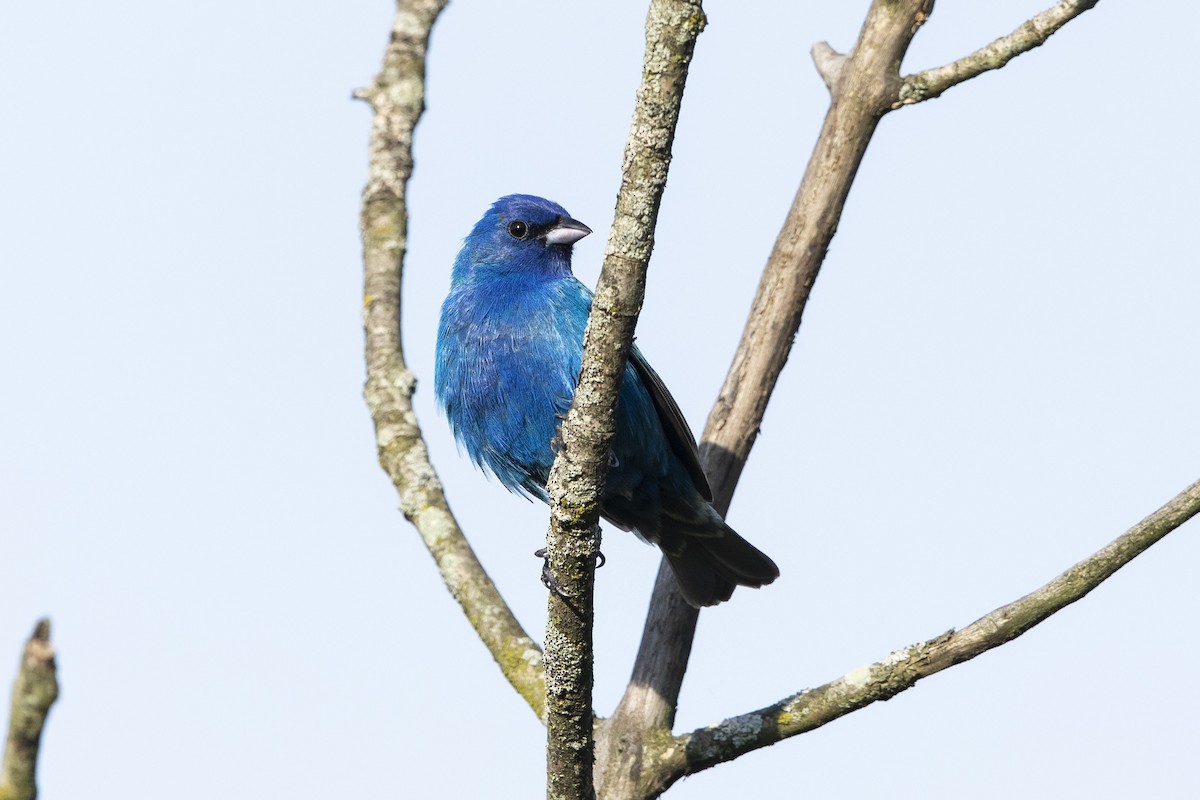 Passerin indigo - ML619847786