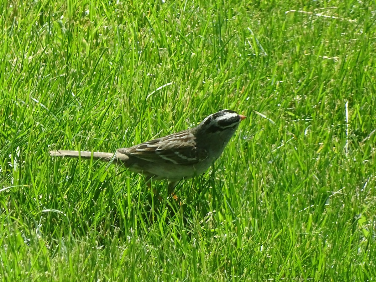 White-crowned Sparrow - ML619847802
