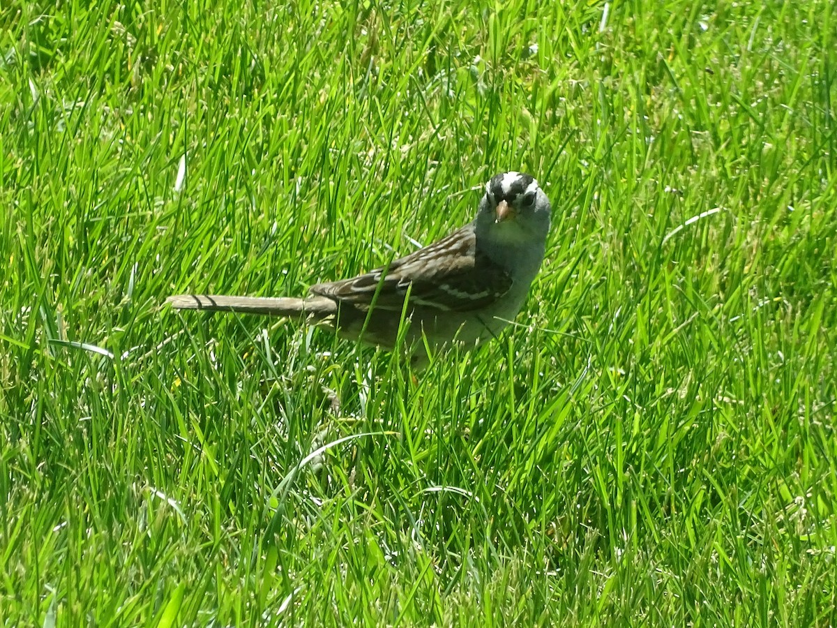 White-crowned Sparrow - ML619847803