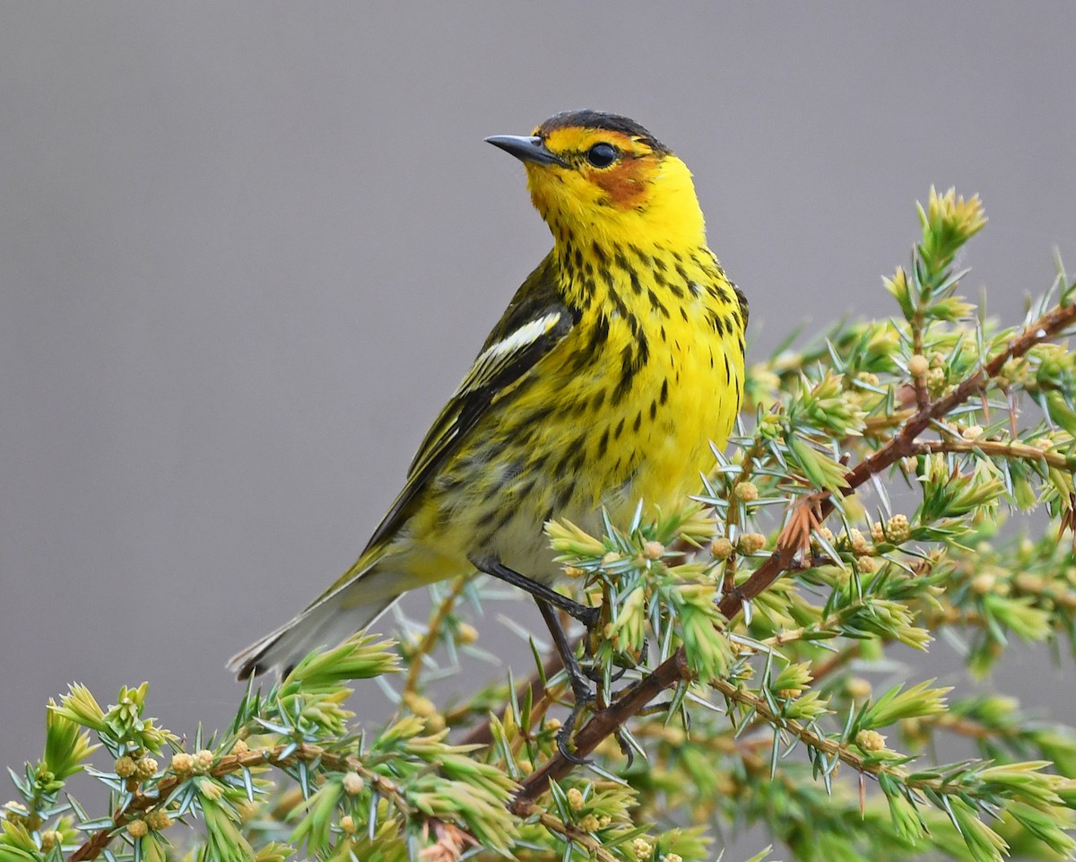 Cape May Warbler - ML619847804