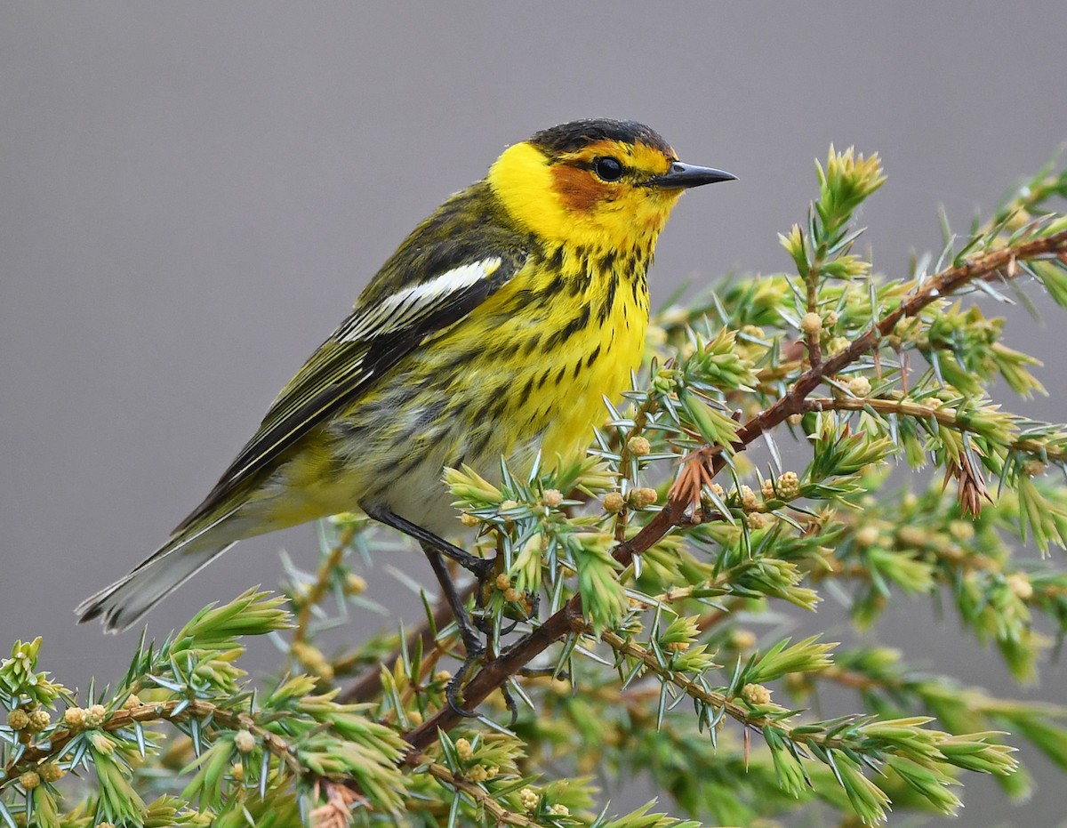 Cape May Warbler - ML619847805