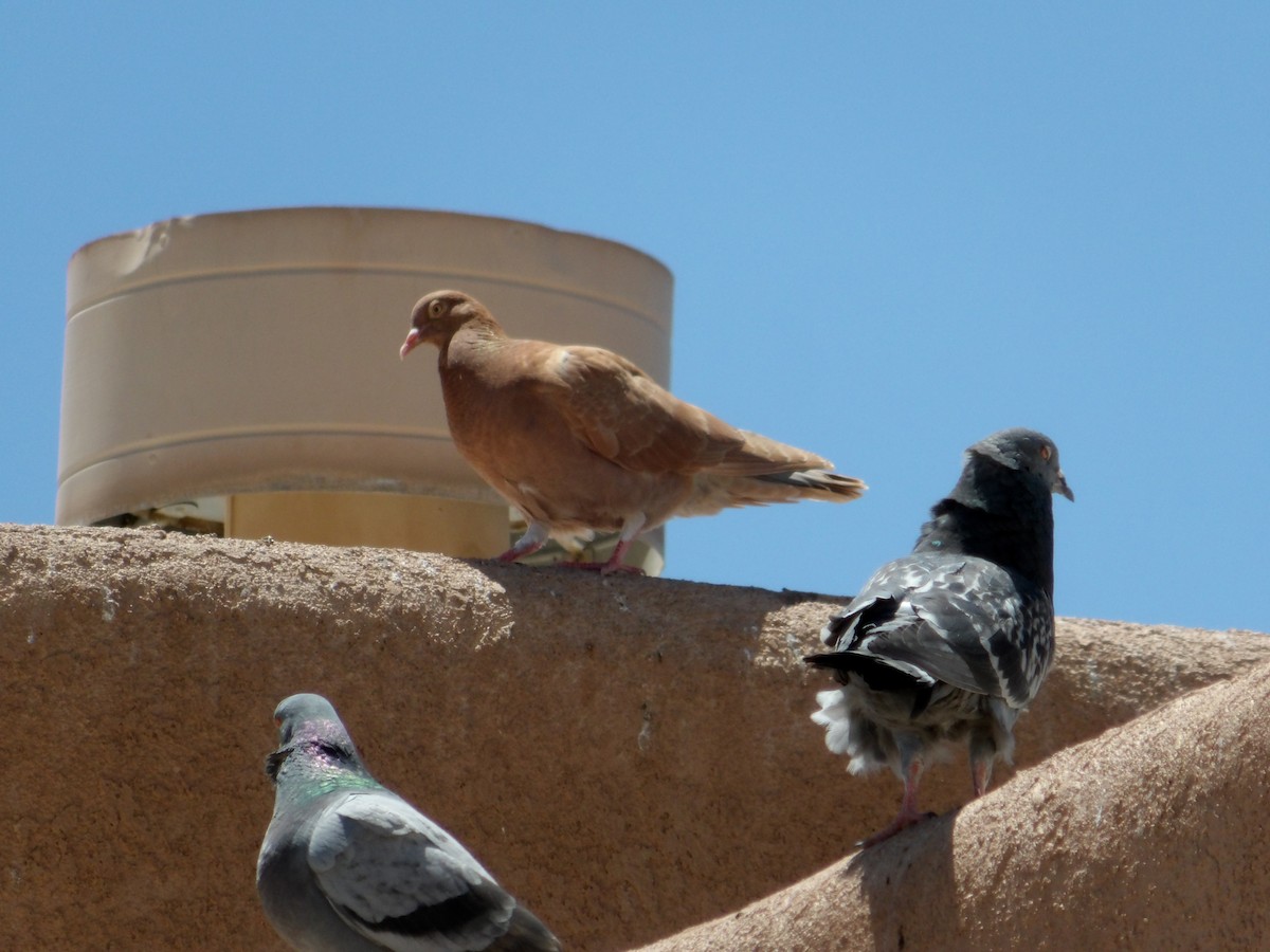 Rock Pigeon (Feral Pigeon) - ML619847807