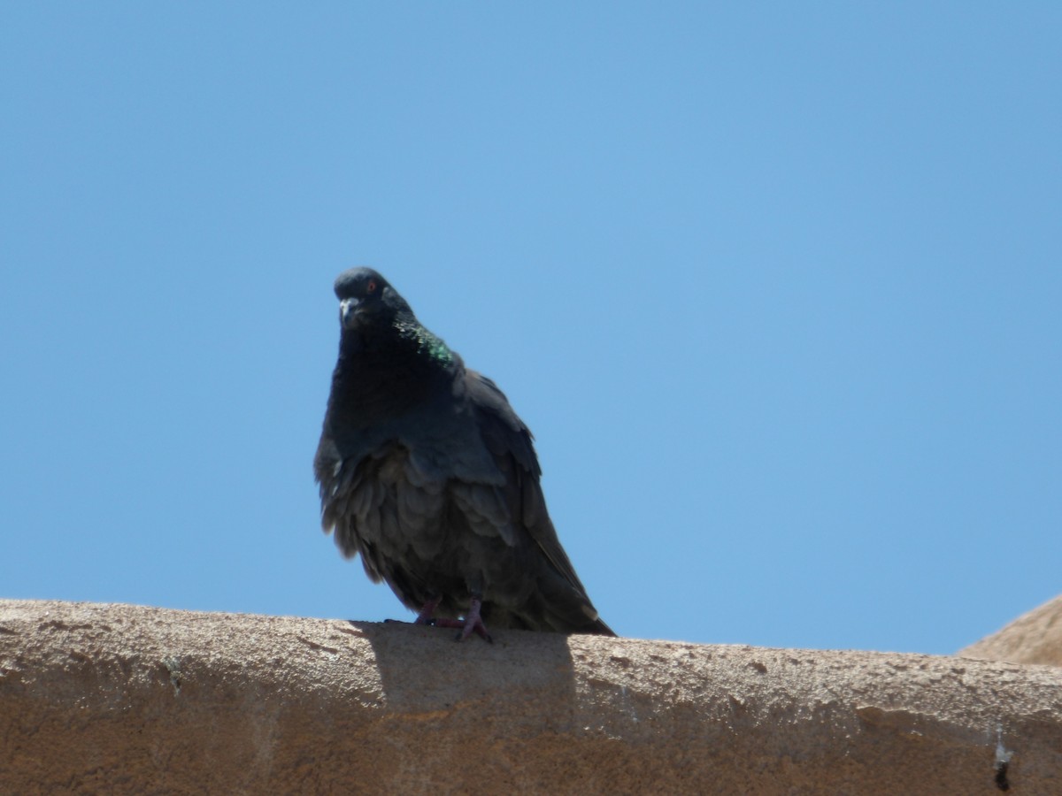 Rock Pigeon (Feral Pigeon) - ML619847809