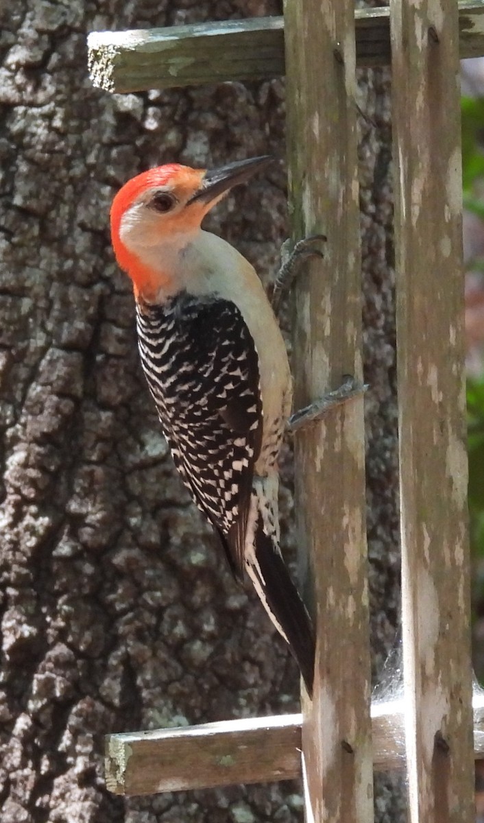 Red-bellied Woodpecker - ML619847810