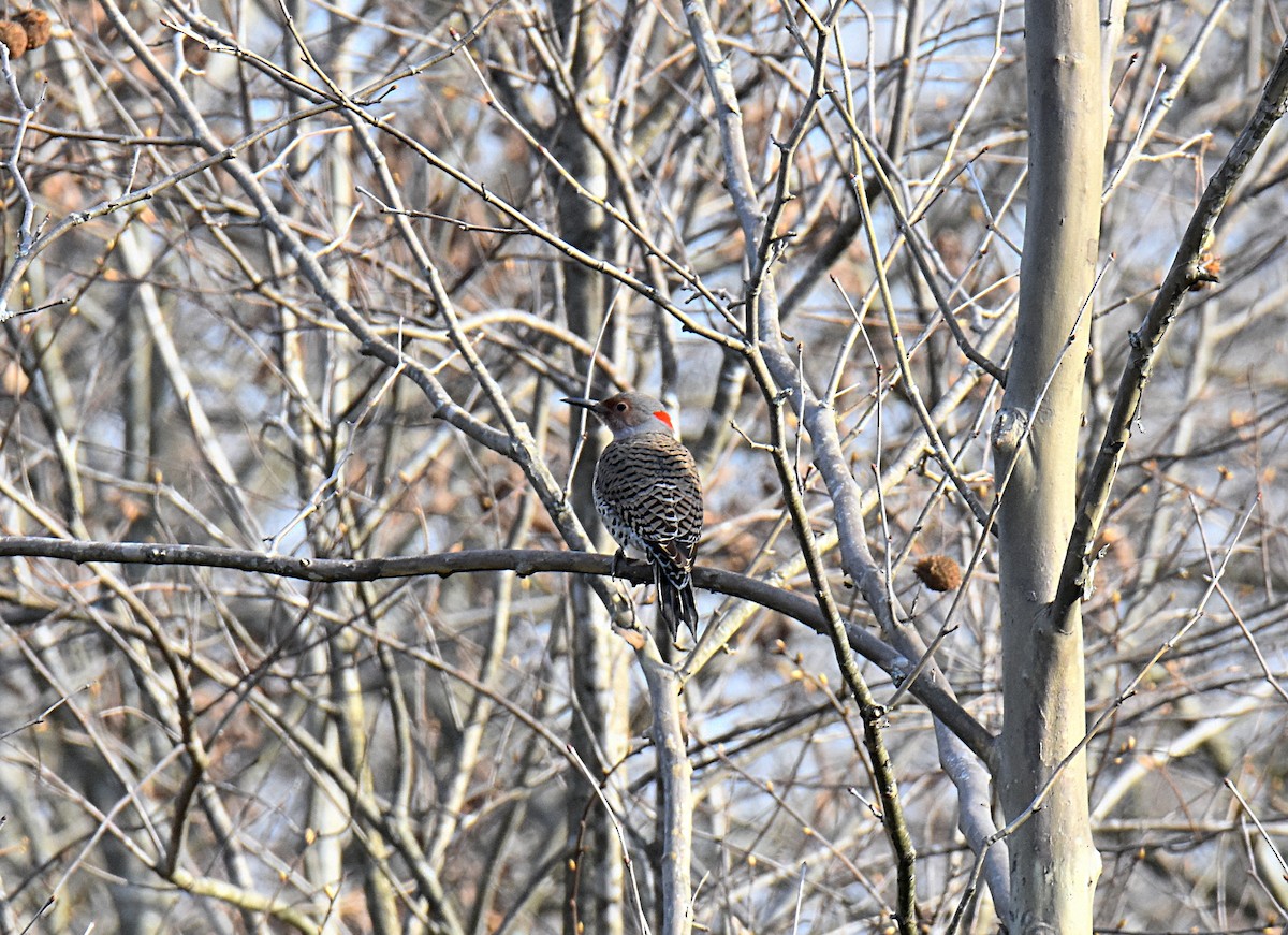 Northern Flicker (Yellow-shafted) - ML619847839
