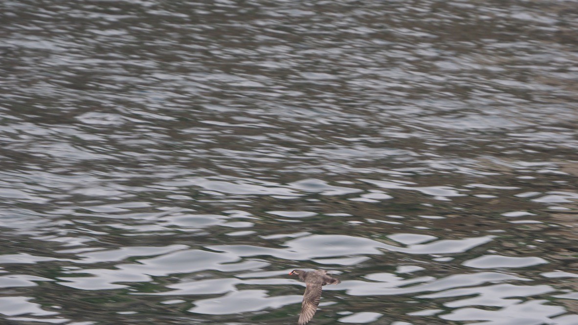 Parakeet Auklet - ML619847860