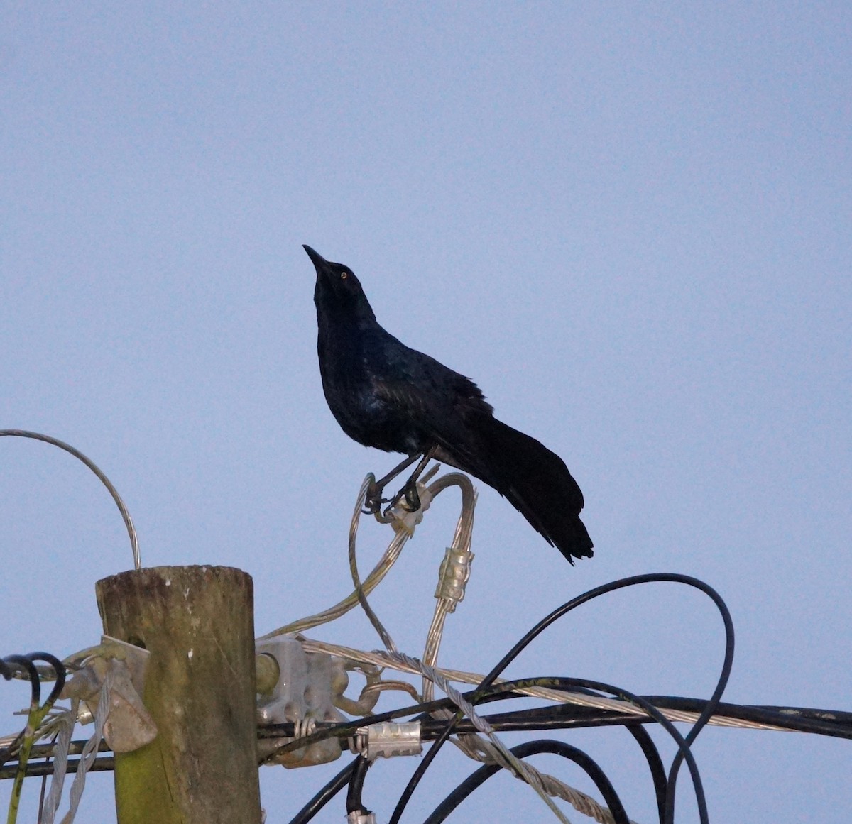 Great-tailed Grackle - ML619847862