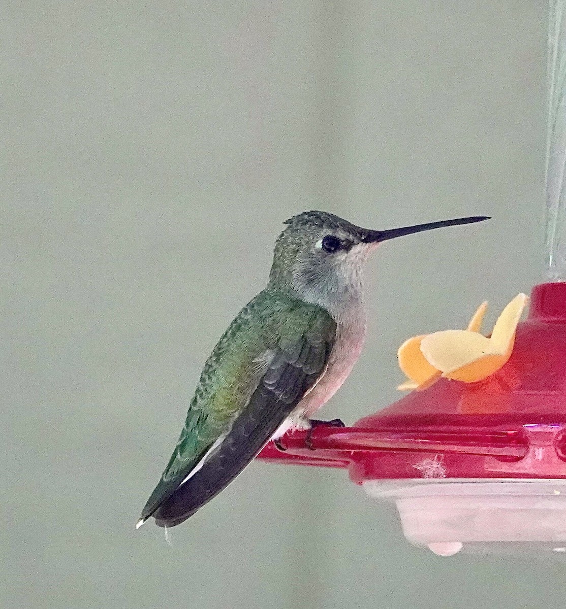 Black-chinned Hummingbird - ML619847872