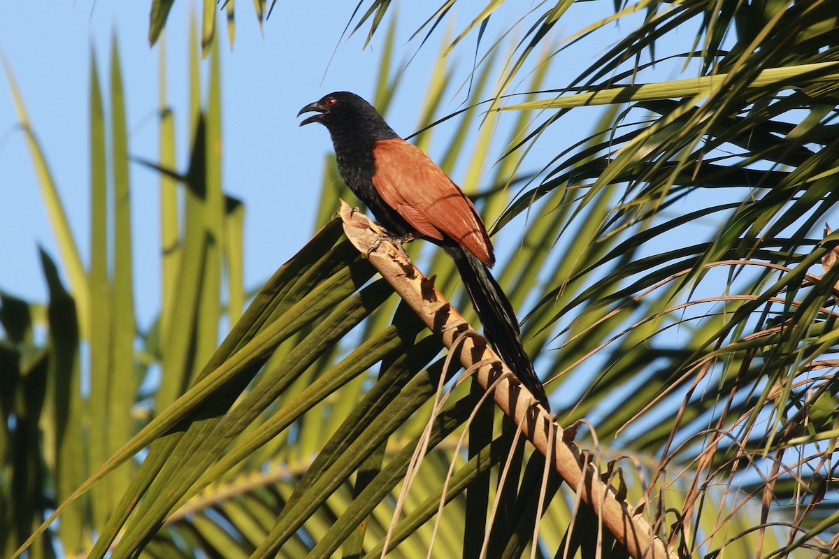 Greater Coucal (Greater) - ML619847877