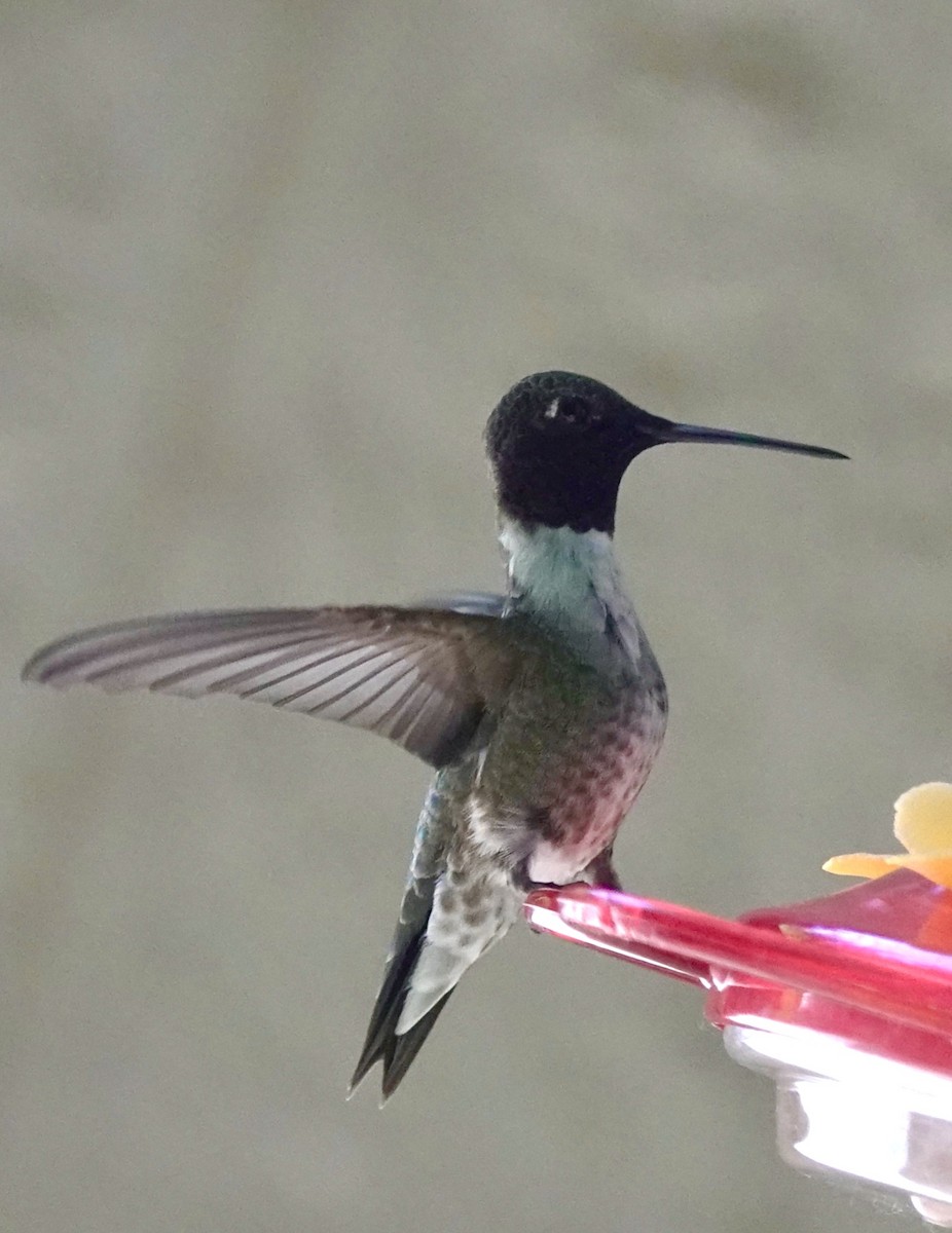 Black-chinned Hummingbird - ML619847882