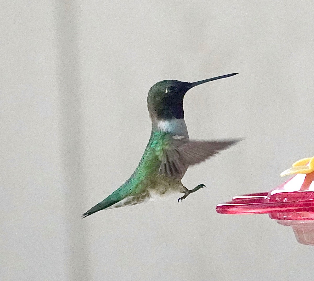 Black-chinned Hummingbird - ML619847891