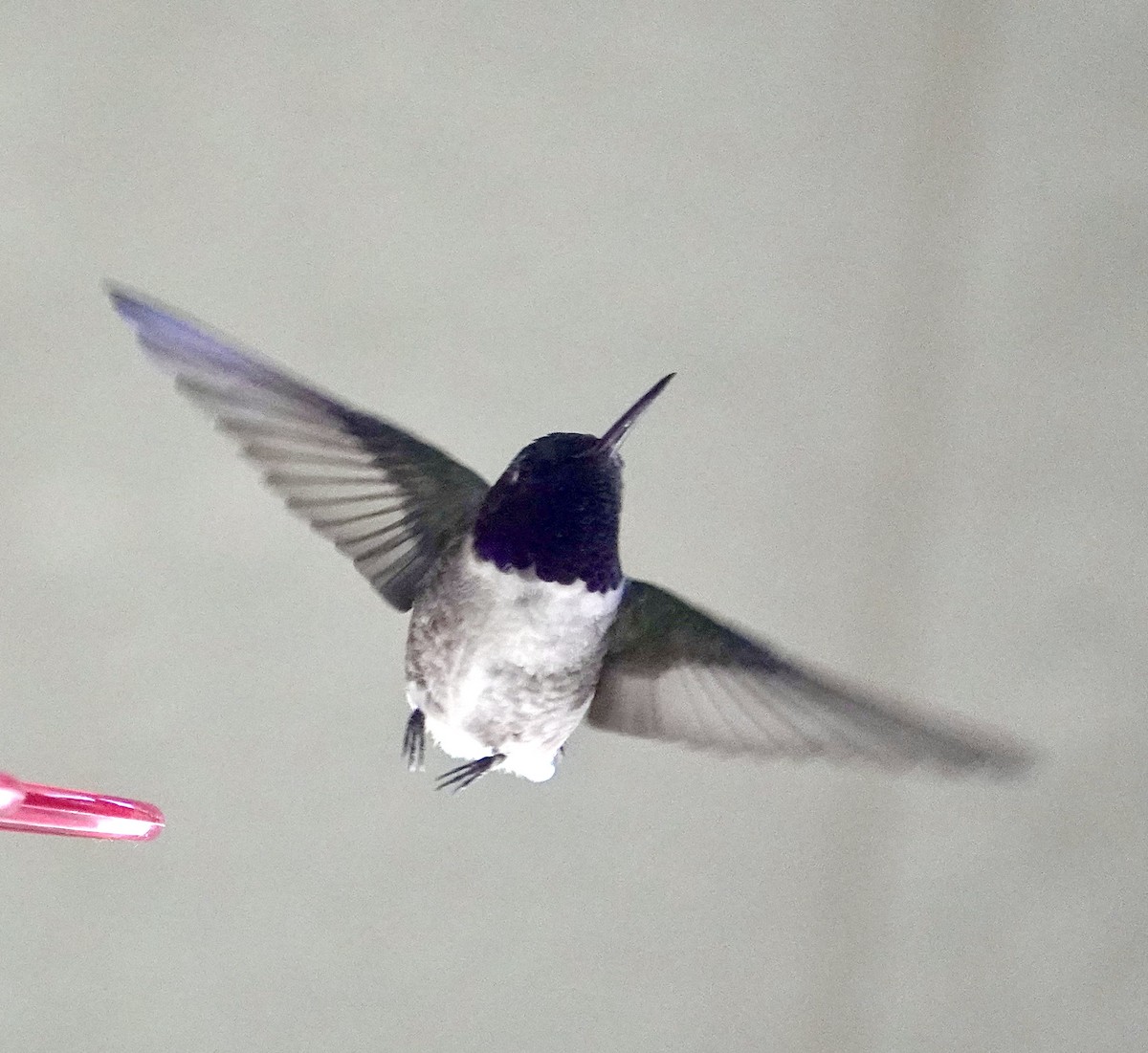 Black-chinned Hummingbird - ML619847892
