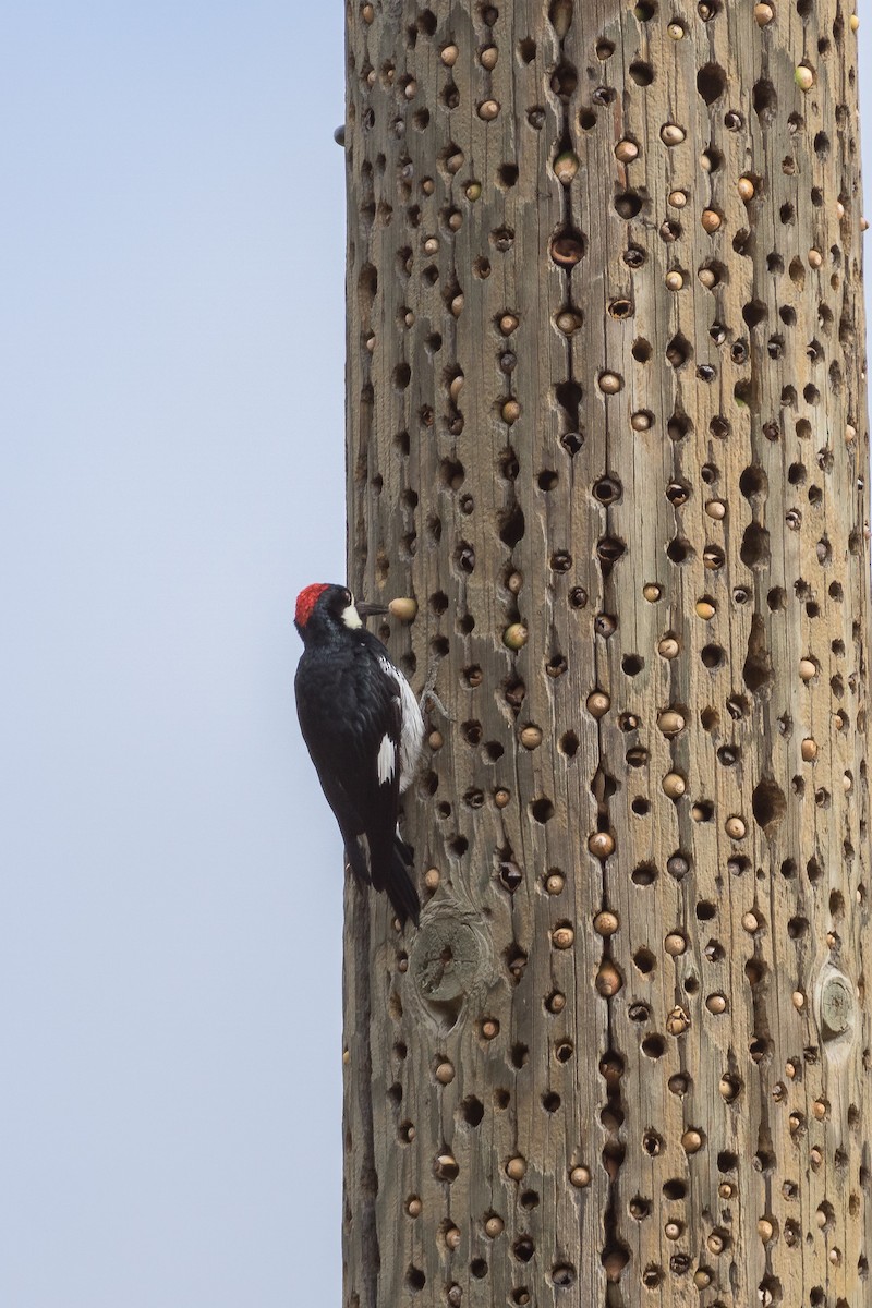 Acorn Woodpecker - ML619847894