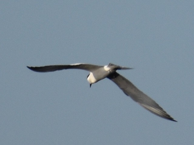 Gull-billed Tern - ML619847895