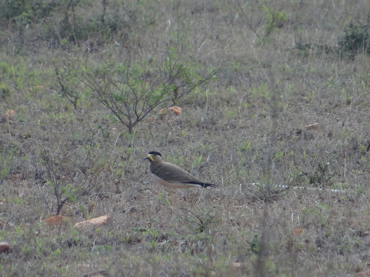 Yellow-wattled Lapwing - ML619847914